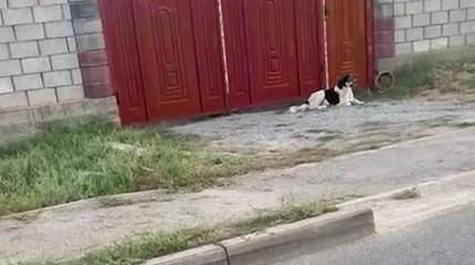 Шымкентте қаңғыбас иттер қабірді қазып тастады