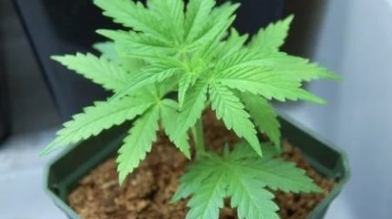 Учитель из Байконура выращивал наркосодержащие растения