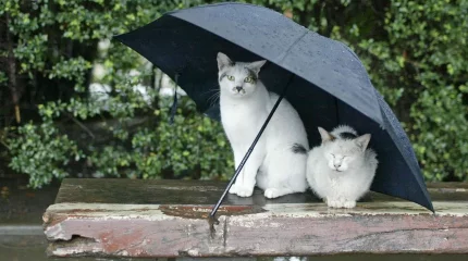 Дожди и морозы обещают жителям мегаполисов Казахстана в среду, 25 сентября