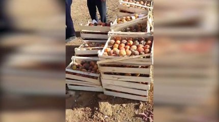 Ақтөбеге  Өзбекстаннан әкелінген 2,5 тонна шабдалы жемісінен құрт шықты