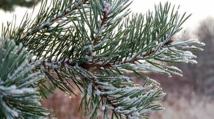 Заморозки ожидаются на юге Казахстана в эти выходные