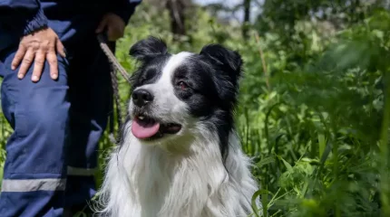 Қарағанды ​​облысында кинологтардың көмегімен 174 қылмыс ашылды