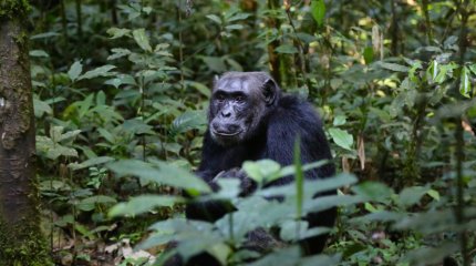 Шимпанзе украла и убила восьмимесячного ребёнка