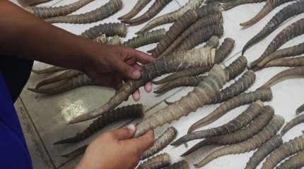 Маңғыстау облысында браконьерлікпен айналысқан Өзбекстан азаматы ұсталды