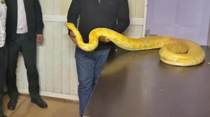 Қазақстаннан Өзбекстанға үш метрлік питон тасымалданбақ болған