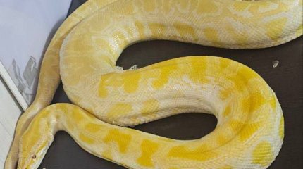 Из Казахстана в Узбекистан пытались провезти трехметрового питона