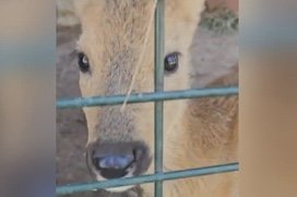 Детёныш косули прибился к стаду овец в ВКО