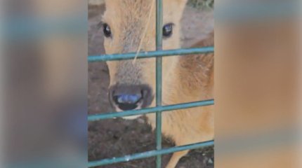 Детёныш косули прибился к стаду овец в ВКО