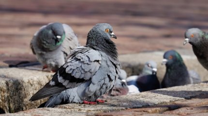 Одинокую пенсионерку выселили из дома за кормление птиц во дворе