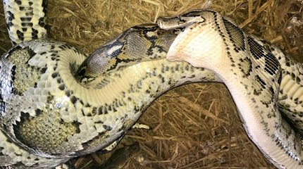 Трехметровый тигровый питон заживо проглотил такого же по размеру питона