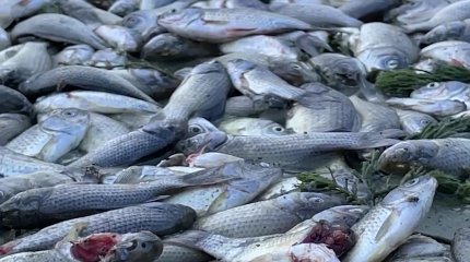 Атырауда балық шабақтарын құтқарып үлгермей жатыр