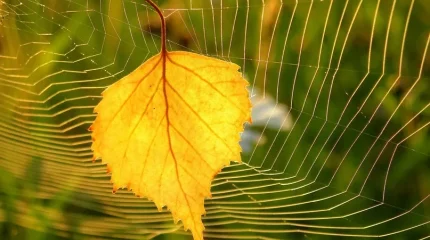 Бабье лето в октябре? Прогноз синоптиков
