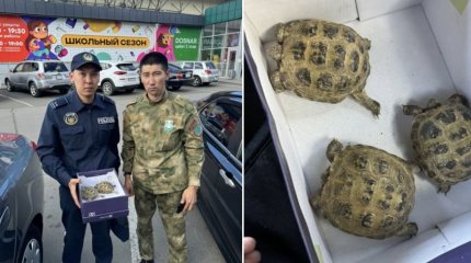 Редких черепах пытались незаконно продать в ВКО