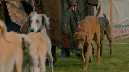 Қазақстанға тазы тұқымының иесі деген мәртебе берілді