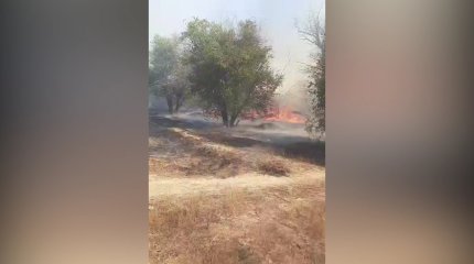 Почти половина парка сгорела в поселке Уштаган Мангистауской области