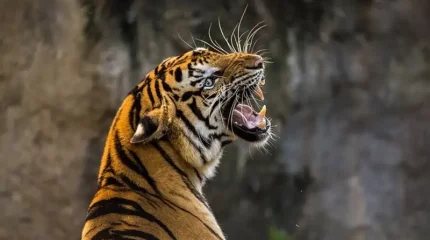 Тигр сбежал из зоопарка в Мексике