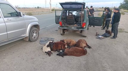 Группу скотокрадов задержали в области Абай
