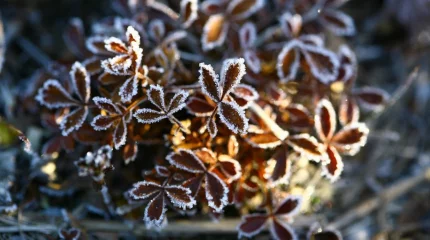 Бүгін бірнеше өңірде үсік жүреді