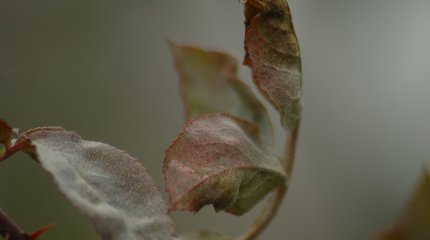 Дожди, снег и усиление ветра прогнозируют синоптики на выходных в Казахстане