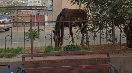 Окраины Актау облюбовали лошади: жители требуют вмешательства властей