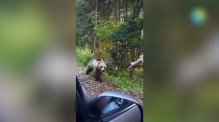 Аюлар адамдарға шабуылдап жатыр