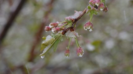 Снег и заморозки ожидаются в Казахстане в эти выходные