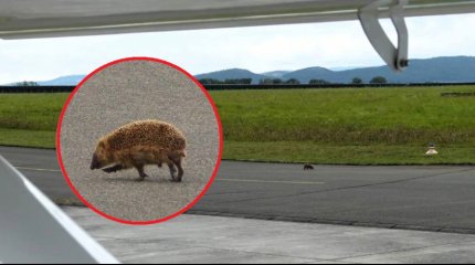 Ёж парализовал работу аэродрома в Германии