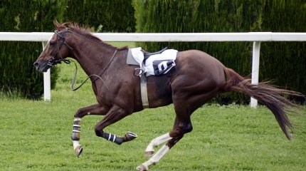 Всемирные игры кочевников: определились первые победители