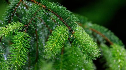 Жаңа жылдық рейдтер барысында заңсыз ағаш кесудің 8 фактісі анықталды