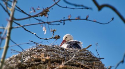 До 10 градусов тепла в мегаполисах Казахстана прогнозируют синоптики в воскресенье, 12 января