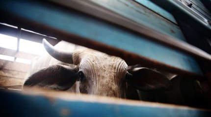 89 банд скотокрадов орудовали в Казахстане