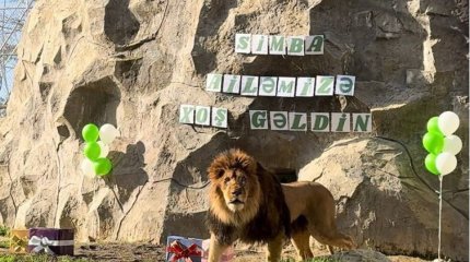 Найденный в Мангистау лев переехал в Баку