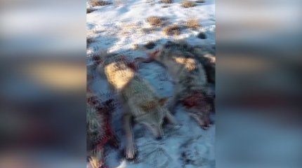 Ақтөбе облысында малға қасқыр шапты