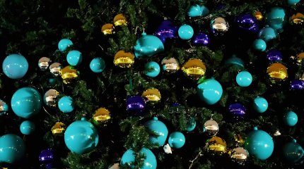 Новогодние ели в Астане отправят на корм для животных