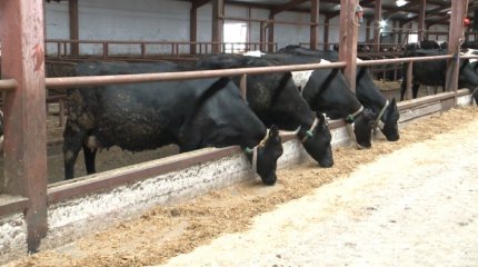 Қостанай облысында бруцеллез ошағы анықталды