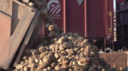 Жамбылдық шаруалар қант қызылшасын өткізе алмай шығынға батуда