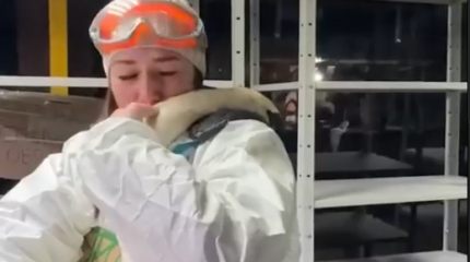 Лебедь обнимает волонтера: видео из Анапы растрогало пользователей социальных сетей