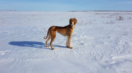 Qazpatent запатентовал казахскую тазы