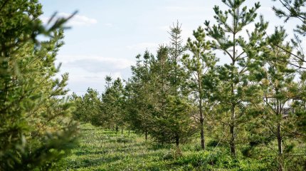 Что такое целевое назначение земли: полезная информация для покупателей участков в Косшы