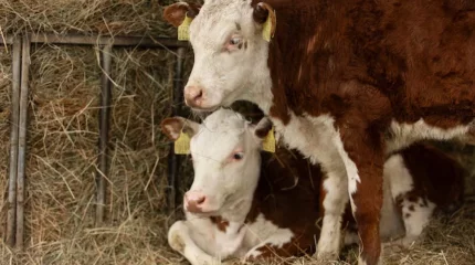 Бруцеллез : Қостанай облысында карантин жарияланды