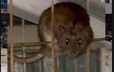 На нашествие крыс в долгострое жалуются жители Астаны