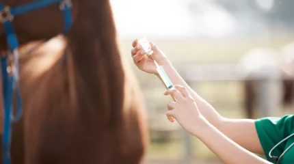 Қарағандыда жылқы қырылып жатыр