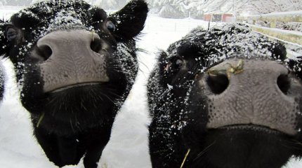 Штормовое предупреждение объявлено в 11 регионах Казахстана в пятницу, 3 января