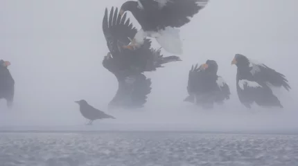 Метель в Астане и Шымкенте: прогноз погоды на вторник, 21 января