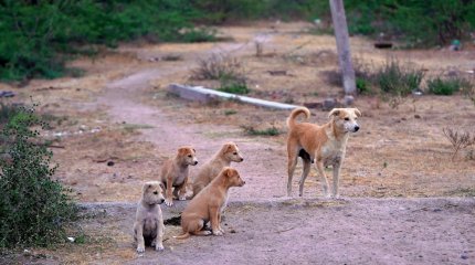 Бродячие собаки напали на овец и коз в Актюбинской области