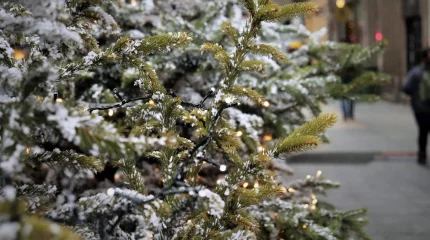 Шырша безендіргенде құлаған мұғалім ісі: Прокуратура күдіктіні анықтады