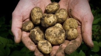 Продажу картофеля ограничили в Астане