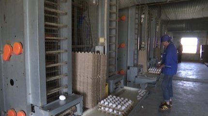 БҚО-дағы құс фермасында 126 мың тауық қырылып қалды