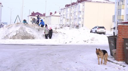 Более 10 тысяч бродячих животных отловлено в Астане  в 2024 году