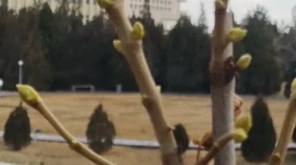 Түркістанда ағаштар бүршік ата бастады